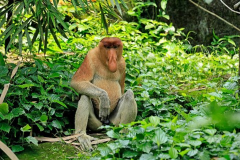 Proboscis monkey (Nasalis larvatus), adult, male, resting, sitting, on the ground