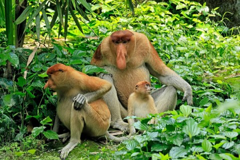 Proboscis monkey (Nasalis larvatus), adult, male, female, juvenile, family, resting, sitting, on