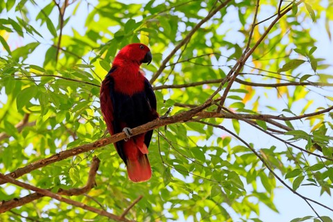 New Guinea noble parrot (Eclectus polychloros), adult, female, on tree, alert, New Guinea, Oceania