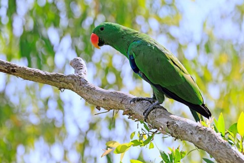 New Guinea noble parrot (Eclectus polychloros), adult, male, on tree, alert, New Guinea, Oceania