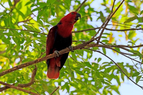 New Guinea Parrot (Eclectus polychloros), adult, female, on tree, calling, New Guinea, Oceania
