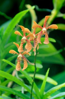 Holttumara Hari Afghan orchid, blossoms, blooming, Singapore, Southeast Asia