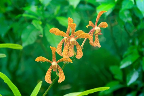 Holttumara Hari Afghan orchid, blossoms, blooming, Singapore, Southeast Asia