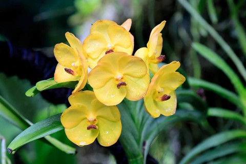 Orchid Vanda Her Majesty Queen Elizabeth II, blossoms, blooming, Singapore, Southeast Asia
