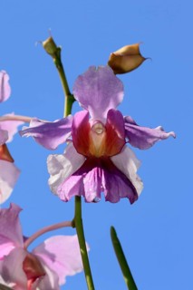 Vanda Miss Joaquim orchid, blossoms, blooming, Singapore's national flower, Singapore, Southeast