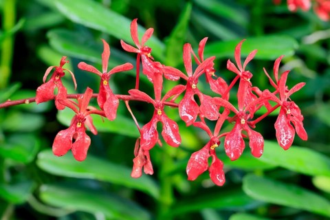 Orchid Renanthera Kalsom Red Dragon, blossoms, blooming, Singapore, Southeast Asia
