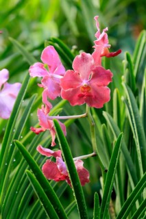 Papilionanda Tan Hoon Siang orchid, blossoms, blooming, Singapore, Southeast Asia