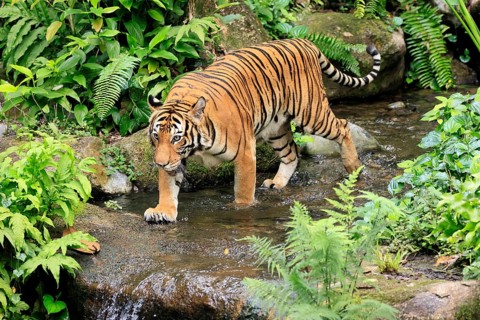 Malaysia tiger (Panthera tigris jacksoni), adult, running, in water, stream, vigilant, Malaysia,