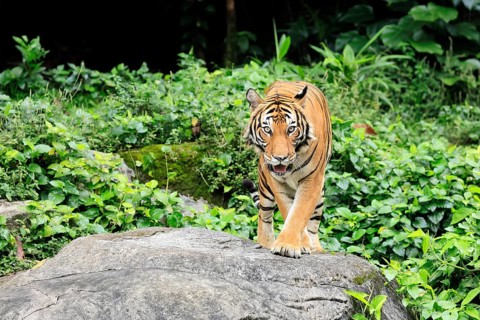 Malaysia tiger (Panthera tigris jacksoni), adult, running, stalking, vigilant, Malaysia, Southeast