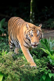 Malaysia tiger (Panthera tigris jacksoni), adult, running, stalking, vigilant, Malaysia, Southeast