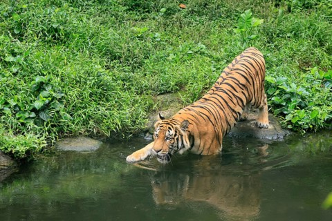 Malaysia tiger (Panthera tigris jacksoni), adult, at water, shore, vigilant, Malaysia, Southeast