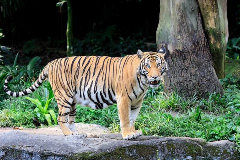 Malaysia tiger (Panthera tigris jacksoni), adult, standing, alert, Malaysia, Southeast Asia