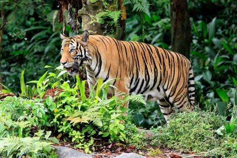 Malaysia tiger (Panthera tigris jacksoni), adult, alert, Malaysia, Southeast Asia