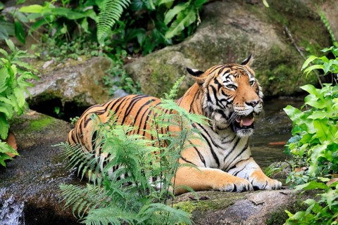 Malaysia tiger (Panthera tigris jacksoni), adult, portrait, sitting, alert, Malaysia, Southeast