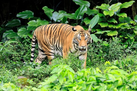 Malaysia tiger (Panthera tigris jacksoni), adult, alert, Malaysia, Southeast Asia