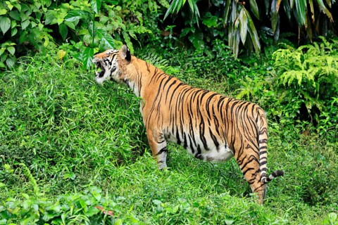 Malaysia tiger (Panthera tigris jacksoni), adult, feeding, grass, Malaysia, Southeast Asia