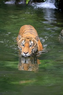 Malaysia tiger (Panthera tigris jacksoni), adult, in water, alert, Malaysia, Southeast Asia