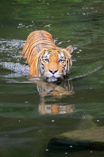 Malaysia tiger (Panthera tigris jacksoni), adult, in water, swimming, Malaysia, Southeast Asia