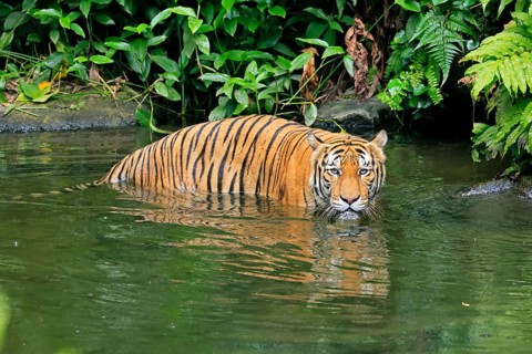Malaysia tiger (Panthera tigris jacksoni), adult, in water, alert, Malaysia, Southeast Asia