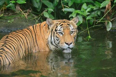 Malaysia tiger (Panthera tigris jacksoni), adult, portrait, in water, alert, Malaysia, Southeast