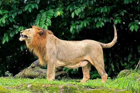 Lion (Panthera leo), adult, male, yawning