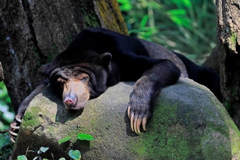 Malayan bear (Helarctos malayanus), adult, alert