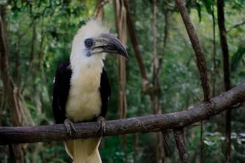 Long-crested Hornbill (Berenicornis comatus), adult, male, on tree, alert, Southeast Asia,