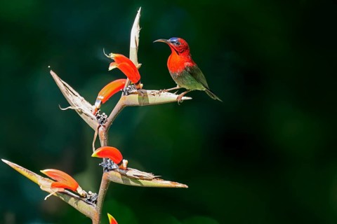 Crimson Sunbird (Aethopyga siparaja), Yellow-backed Sunbird, adult, male, on flower, foraging,
