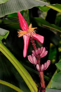 Kenya banana (Musa velutina), flower, fruit, Singapore, Southeast Asia