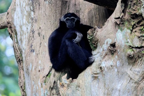 Crested gibbon (Hylobates pileatus), adult, male, sitting on tree, relaxed, Cambodia, Southeast