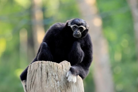 Crested gibbon (Hylobates pileatus), adult, male, on tree trunk, alert, Cambodia, Southeast Asia