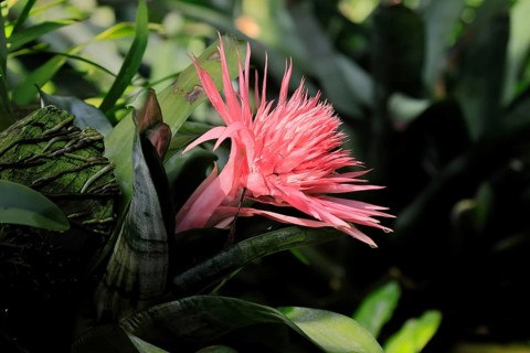 Lance rosette, (Aechmea fasciata), flower, flowering, Singapore, Southeast Asia, heliconia
