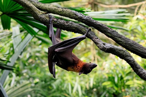 Kalong flying fox (Pteropus vampyrus), adult, climbing, in sleeping tree, during the day,