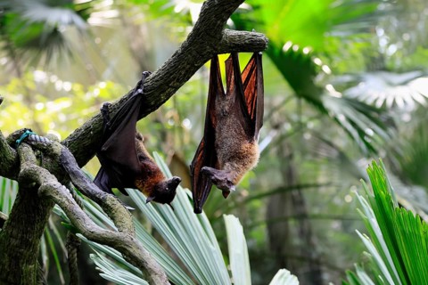 Kalong flying fox (Pteropus vampyrus), adult, two animals, in sleeping tree, during the day,