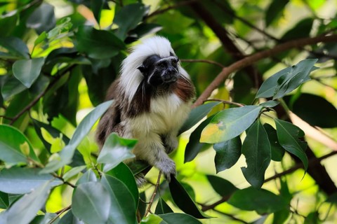 Liszt monkey (Saguinus oedipus), adult, in tree, alert, Colombia, South America