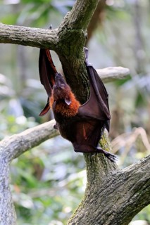 Kalong flying fox (Pteropus vampyrus), adult, climbing, in sleeping tree, during the day,