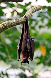 Kalong flying fox (Pteropus vampyrus), adult, resting, in sleeping tree, during the day, Singapore,