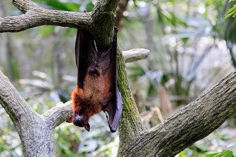 Kalong flying fox (Pteropus vampyrus), adult, male, resting, in sleeping tree, during the day,