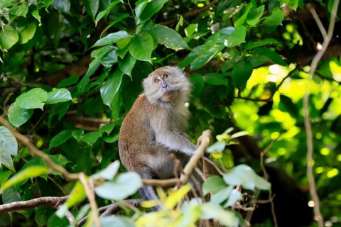 Javanese monkey (Macaca fascicularis), long-tailed macaque, adult, sitting on tree, alert,