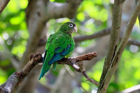Cactus parakeet (Eupsittula cactorum), adult, on tree, alert, Brazil, South America