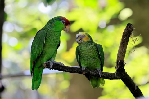 Green-cheeked Amazon (Amazona viridigenalis), Yellow-crowned Amazon (Amazona ochrocephala), adult,