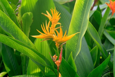 Heliconia psittacorum, lobster shear heliconia, flower, blooming, South America