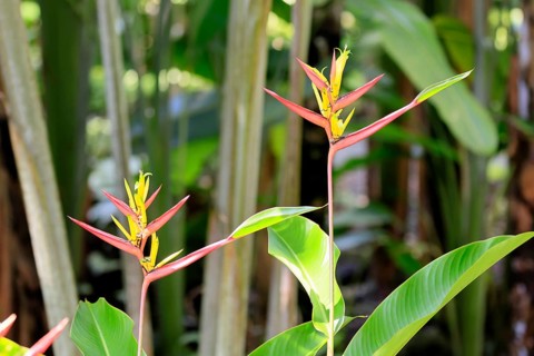 Heliconia mathiasiae, flower, blooming, Costa Rica, South America