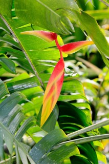 Heliconia platystachys, blossom, blooming, Costa Rica, South America