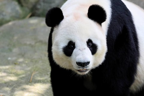 Giant Panda (Ailuropoda melanoleuca), adult, portrait, China