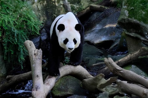 Giant Panda (Ailuropoda melanoleuca), adult, running, alert, China