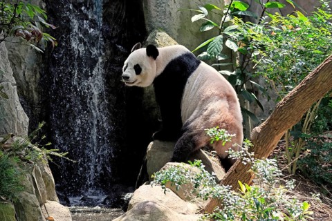Giant Panda (Ailuropoda melanoleuca), adult, sitting, alert, on rocks, China