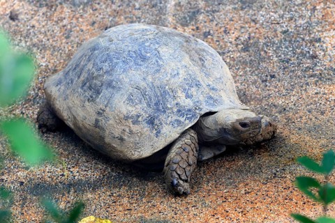 Yellow-headed turtle (Indotestudo elongata), adult, feeding, Southeast Asia, Singapore