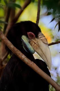 Furze Hornbill (Rhyticeros undulatus), adult, female, portrait, alert, Southeast Asia, Singapore