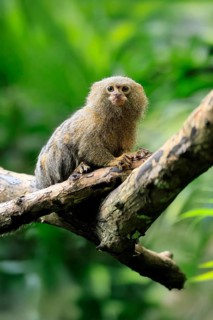 Yellow-bellied marmoset (Cebuella pygmaea), adult, on tree, alert, Amazonas, rainforest, South